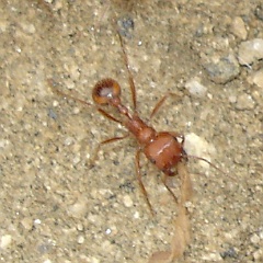pogonomyrmix californicus - california harverster ant pogonomyrmix californicus